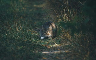 Illustration de l'article : 10 façons subtiles dont les chats vous rassurent sans le savoir