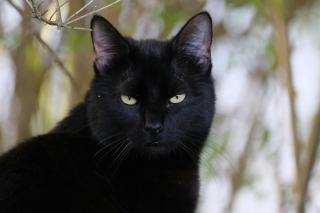Illustration de l'article : 10 façons subtiles dont les chats vous rassurent sans le savoir