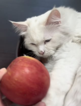 Illustration de l'article : « Une pomme de soutien émotionnel », ce chat câline un fruit comme un doudou et refuse de l’abandonner (vidéo)