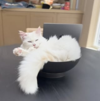 Illustration de l'article : « Une pomme de soutien émotionnel », ce chat câline un fruit comme un doudou et refuse de l’abandonner (vidéo)