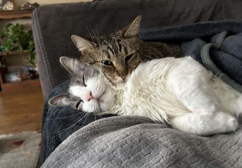 https://www.woopets.fr/assets/ckeditor/2025/aug/actualities/51645/xl/1photosd%E2%80%99attendrissantsduosf%C3%A9lins18.jpg