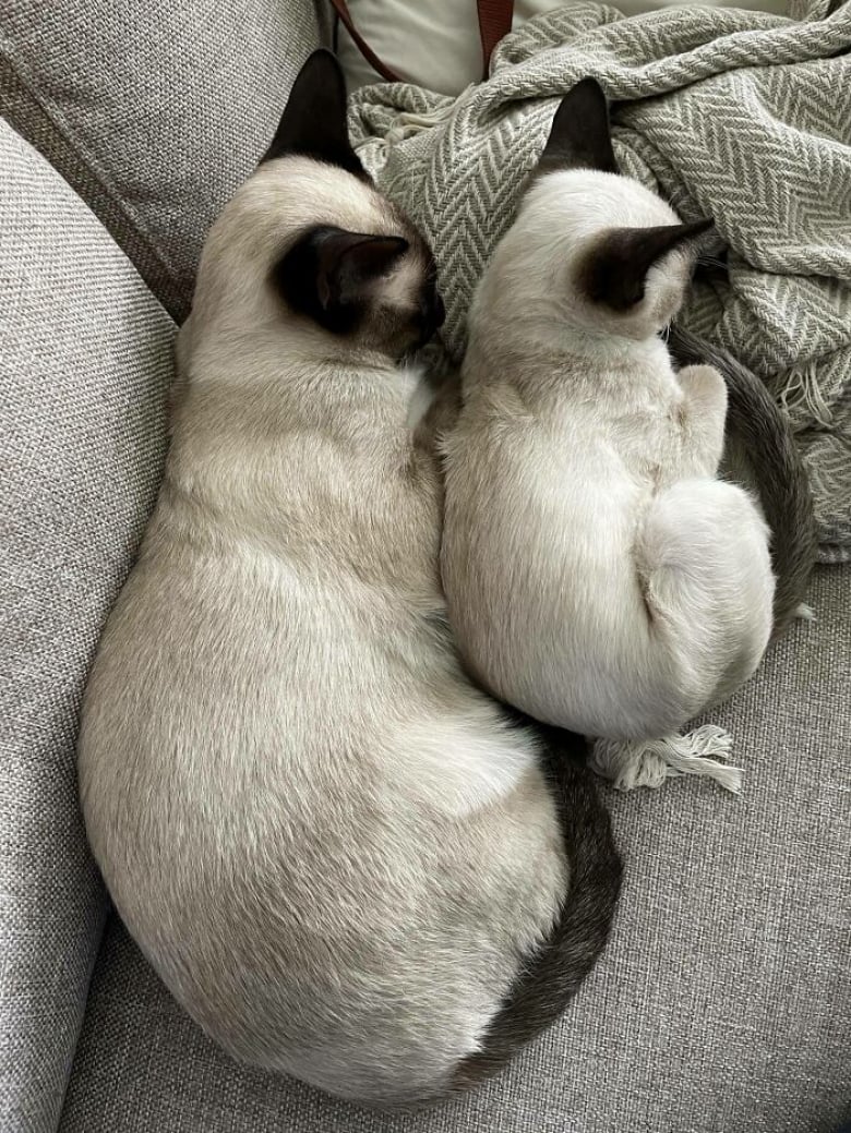 https://www.woopets.fr/assets/ckeditor/2025/aug/actualities/51645/xl/1photosd%E2%80%99attendrissantsduosf%C3%A9lins4.jpg