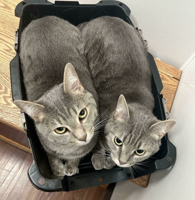 https://www.woopets.fr/assets/ckeditor/2025/aug/actualities/51645/xl/1photosd%E2%80%99attendrissantsduosf%C3%A9lins6.jpg