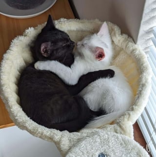 Illustration de l'article : 18 photos d’attendrissants duos félins
