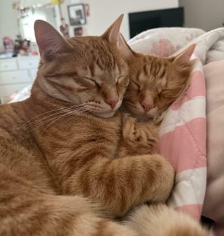 Illustration de l'article : 18 photos d’attendrissants duos félins