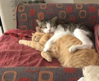 Illustration de l'article : 18 photos d’attendrissants duos félins
