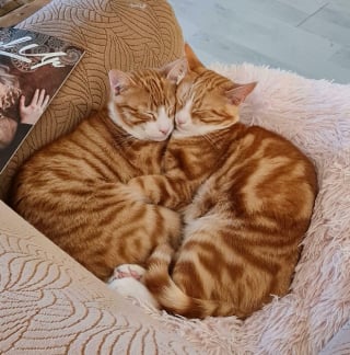 Illustration de l'article : 18 photos d’attendrissants duos félins