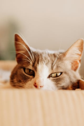 Illustration de l'article : 12 indices qui montrent l’importance des boîtes en carton pour les chats