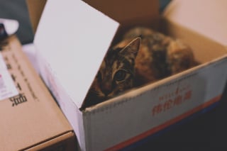 Illustration de l'article : 12 indices qui montrent l’importance des boîtes en carton pour les chats