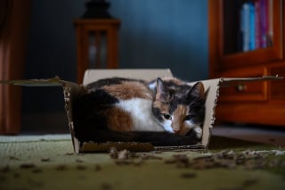 Illustration de l'article : 12 indices qui montrent l’importance des boîtes en carton pour les chats