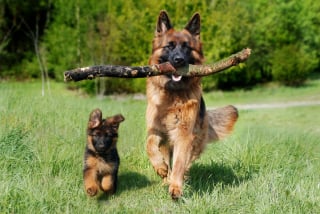 Illustration de l'article : 10 races de chiens qui adorent le sport