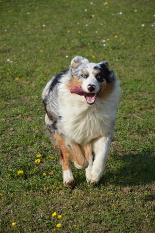 Illustration de l'article : 10 races de chiens qui adorent le sport