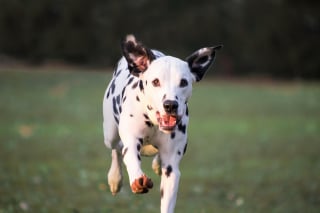 Illustration de l'article : 10 races de chiens qui adorent le sport