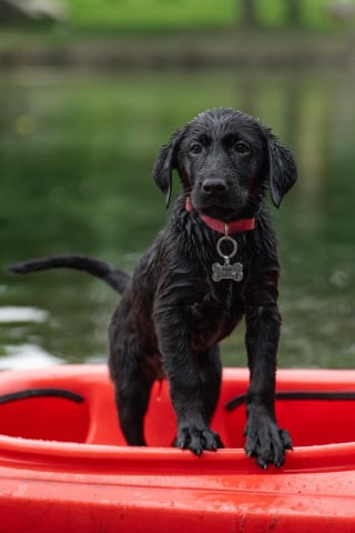 Illustration de l'article : 14 races de chiens qui sont de véritables poissons dans l’eau 