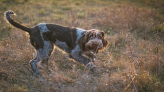 Illustration de l'article : 14 races de chiens qui sont de véritables poissons dans l’eau 
