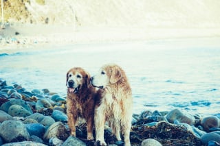 Illustration de l'article : 14 races de chiens qui sont de véritables poissons dans l’eau 