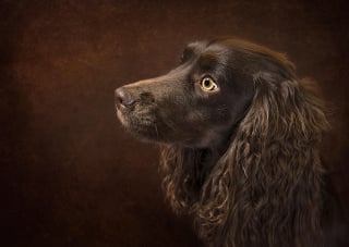 Illustration de l'article : 14 races de chiens qui sont de véritables poissons dans l’eau 
