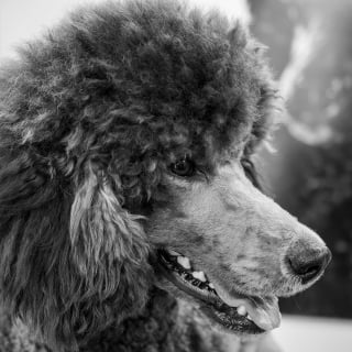 Illustration de l'article : 14 races de chiens qui sont de véritables poissons dans l’eau 