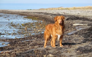 Illustration de l'article : 14 races de chiens qui sont de véritables poissons dans l’eau 