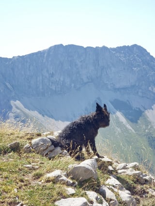 Illustration de l'article : Des promeneurs se font suivre par un chien qui cherchait à leur indiquer un danger pour une personne importante