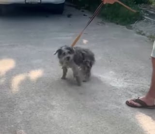 Illustration de l'article : Transformé par l’amour, un chien des rues devient méconnaissable et commence une nouvelle vie à des milliers de kilomètres de chez lui (vidéo)