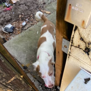 Illustration de l'article : Enceinte et abandonnée, une chienne trouve refuge dans une supérette et met bas quelques jours plus tard