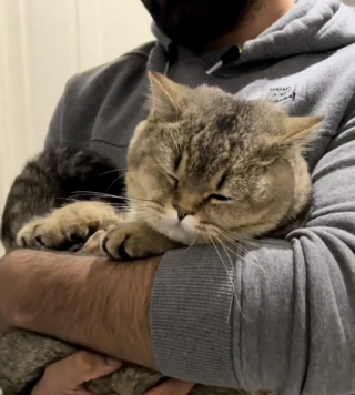 Illustration de l'article : Chaque soir à la même heure, cette chatte attend patiemment dans la rue pour courir vers sa maîtresse adorée (vidéo)