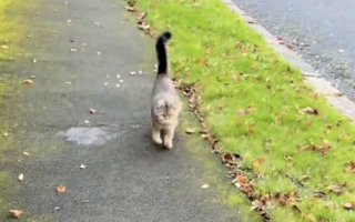 Illustration de l'article : Chaque soir à la même heure, cette chatte attend patiemment dans la rue pour courir vers sa maîtresse adorée (vidéo)