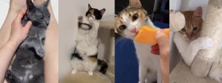 Illustration de l'article : Dans le noir, ses 7 chats guettent son retour et offrent un accueil étrange mais rempli d’amour (vidéo)