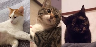 Illustration de l'article : Dans le noir, ses 7 chats guettent son retour et offrent un accueil étrange mais rempli d’amour (vidéo)