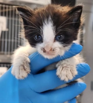 Illustration de l'article : Malgré son errance, la maladie et la perte de son œil, ce chaton reste joyeux et s’amuse désormais avec sa nouvelle amie en famille d’accueil (vidéo)