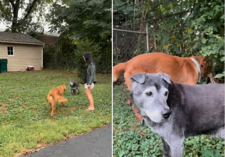 Bien décidé à devenir ami avec son nouveau voisin, ce Golden Retriever organise des rencontres ...