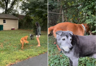 Illustration de l'article : Bien décidé à devenir ami avec son nouveau voisin, ce Golden Retriever organise des rencontres quotidiennes à travers une clôture (vidéo)