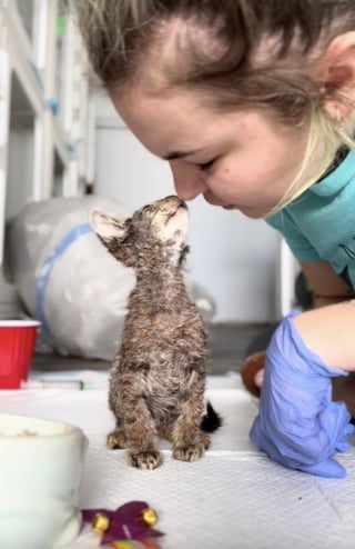 Illustration de l'article : Retrouvé couvert de peinture et sauvé de justesse, un chaton s’empare du coeur de sa sauveuse (vidéo)
