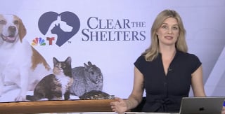 Illustration de l'article : Grâce à un banal reportage sur un refuge, une chatte disparue est reconnue à la télévision et réadoptée par sa famille