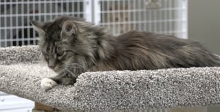 Illustration de l'article : Grâce à un banal reportage sur un refuge, une chatte disparue est reconnue à la télévision et réadoptée par sa famille