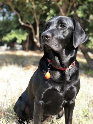 Illustration de l'article : Refusé dans un restaurant à cause de son chien guide, un homme malvoyant porte plainte pour discrimination