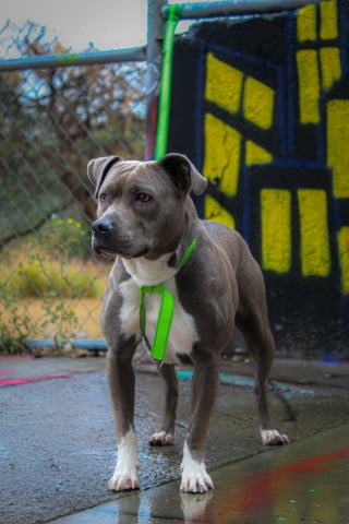 Illustration de l'article : Un homme abandonne son chien Pitbull sous 30°C et laisse un mot consternant sur une pancarte à côté de lui