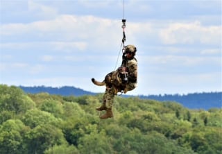 Illustration de l'article : Après 8 années de missions périlleuses, ce chien militaire retrouve son maître pour une retraite pleine d’amour
