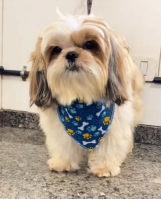 Illustration de l'article : Ce chien accro au toilettage connaît désormais par coeur le chemin du bonheur à 2 rues de chez lui (vidéo)