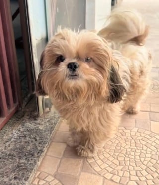 Illustration de l'article : Ce chien accro au toilettage connaît désormais par coeur le chemin du bonheur à 2 rues de chez lui (vidéo)