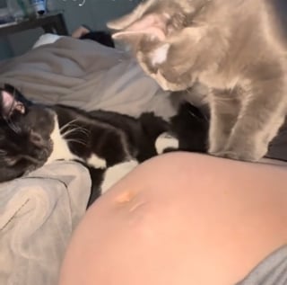 Illustration de l'article : Ces chats massent le ventre de leur maîtresse enceinte, le bébé leur répond par des coups (vidéo)