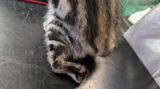 Illustration de l'article : Né avec une malformation aux pattes arrière, ce chaton réapprend à courir et jouer grâce à une famille bienveillante