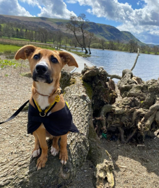 Illustration de l'article : Un chiot errant qui ne connaît rien de la vie apprend le calme et le respect grâce à la randonnée, puis trouve enfin sa famille pour la vie