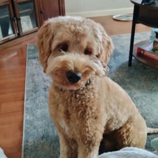 Illustration de l'article : Un chien en fugue retrouve sa famille après avoir été enlevé par une personne s'étant fait passer pour sa propriétaire et l'ayant maquillé