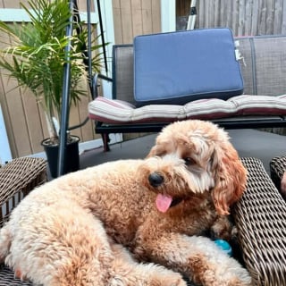 Illustration de l'article : Un chien en fugue retrouve sa famille après avoir été enlevé par une personne s'étant fait passer pour sa propriétaire et l'ayant maquillé