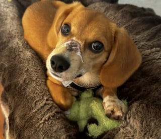 Illustration de l'article : Bâillonné avec un serre-câble pour avoir simplement aboyé, un chiot apprend enfin ce qu’est l’amour véritable (vidéo)