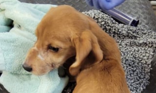 Illustration de l'article : Bâillonné avec un serre-câble pour avoir simplement aboyé, un chiot apprend enfin ce qu’est l’amour véritable (vidéo)