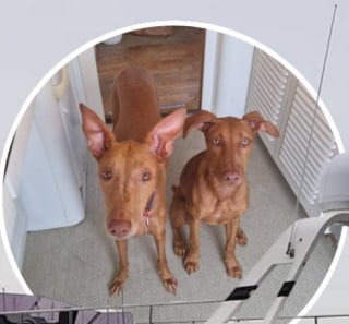 Illustration de l'article : Une femme met à disposition son yacht à celui qui sera choisi pour garder ses 2 chiens 