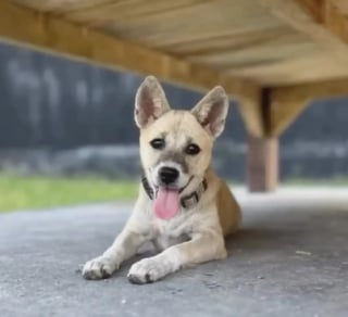 Illustration de l'article : Seule et tremblante au bord d’une route, cette petite chienne ignorait que sa vie allait changer grâce à une bénévole